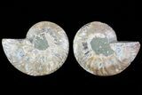 Cut & Polished Ammonite Fossil - Agatized #78380-1